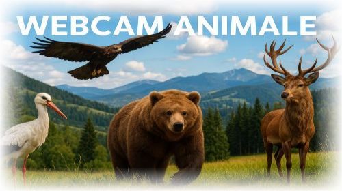 Webcam Animale